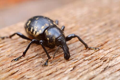 A weevil beetle on a piece of wood.