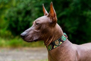 The Mexican Xoloitzcuintle, an Ancient Hairless Dog