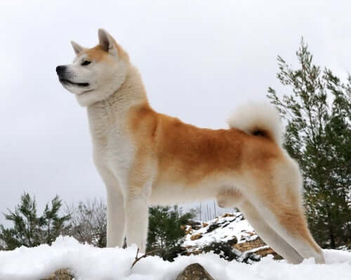 An Akita standing on snowy mountain.