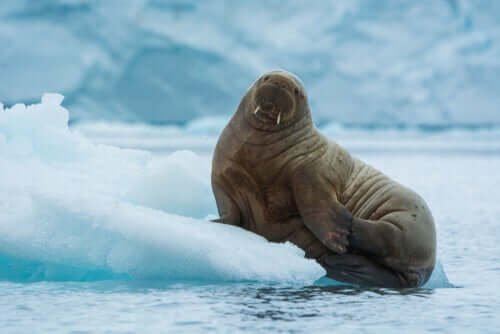 An Atlantic walrus leaning on ice.