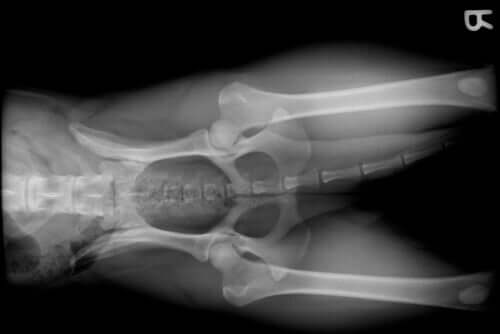 An x-ray of a dog's pelvis.