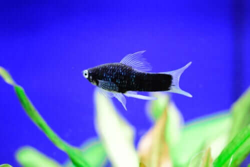 A black fish with a blue background.