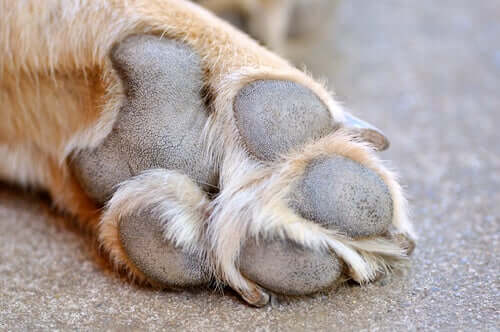 Close up of a dog's paws.