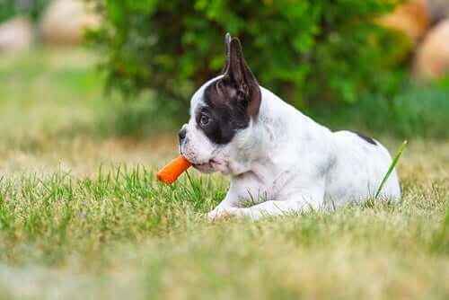 The Benefits of Carrots for Your Dog