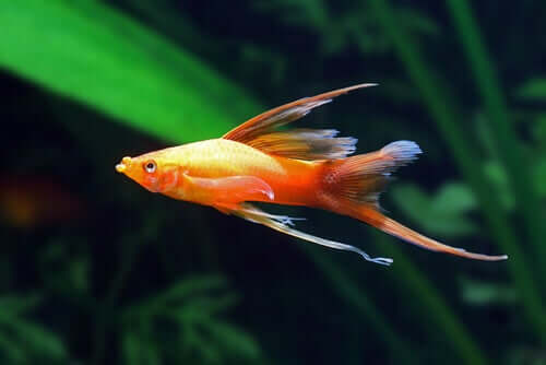 Swordtail Fish - Diet and Reproduction