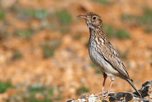 A lark paying attention to something.