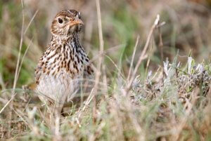 Dupont's Lark: Conservation of the Species