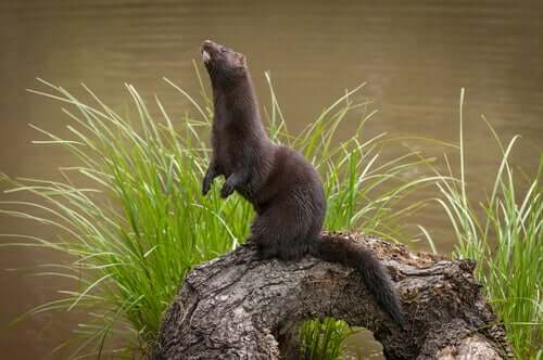 An American mink standing on a log.