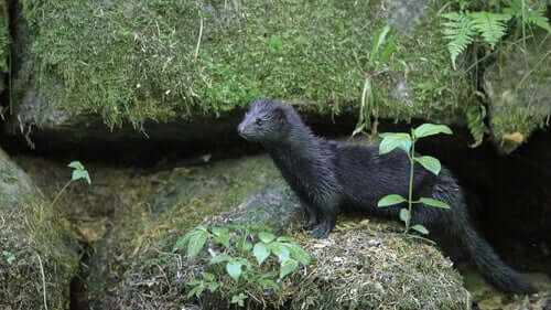 A mink standing on rocks.