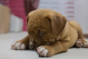 Robust Dog Breeds For Fans of Large Pets