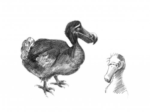 Sketches of dodo birds.