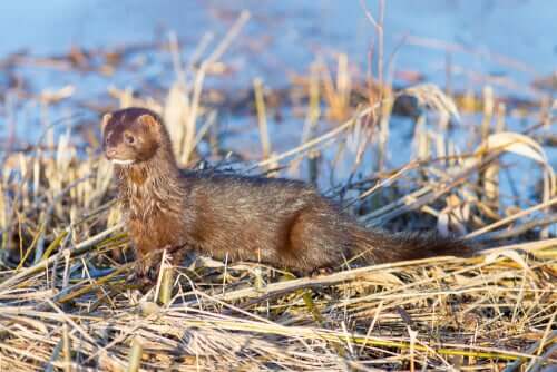 American Mink: Habitat and Characteristics