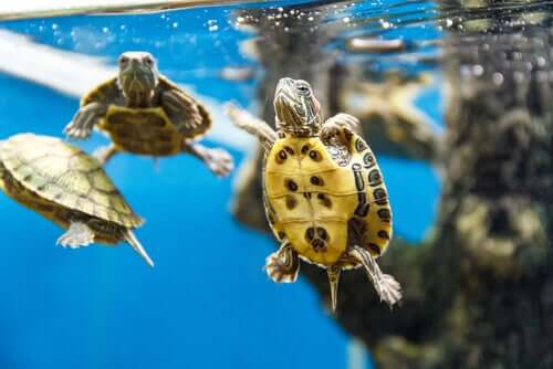 Three aquatic turtles swimming in a tank.