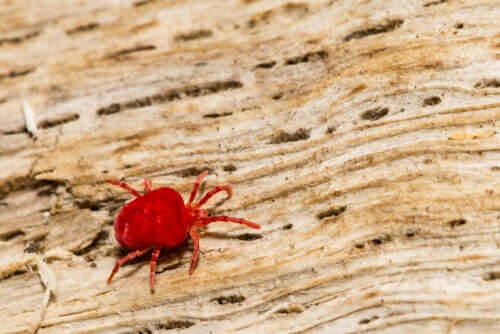 A species of mite.