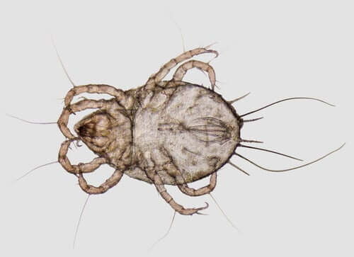 Image representing a species of mite