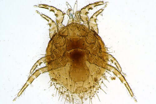 All You Need to Know About Species of Mite