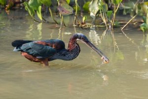 The Agami Heron: Habitat and Characteristics