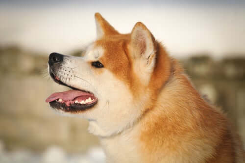 An Akita close up.