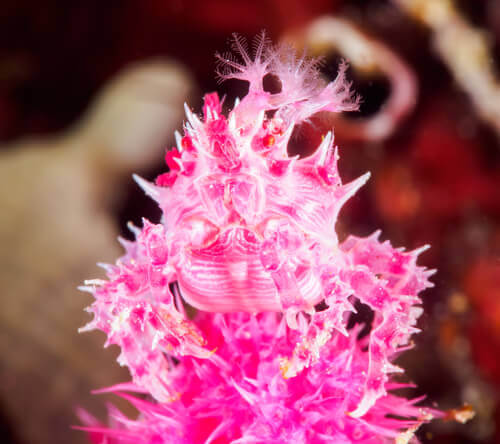 A close-up picture showing a pink form of soft coral.
