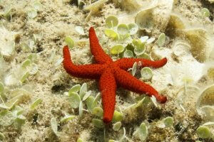 A starfish in the sea.