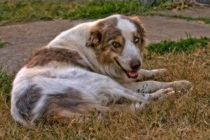 Symptoms and Treatment of Arthritis in Dogs