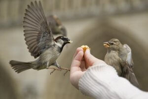 The special relationship between birds and humans.