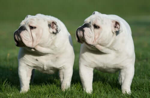 Two bulldogs in a field.