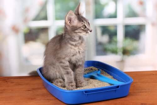A kitten in a litter box.