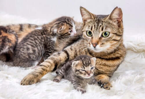 How and When to Move Your Litter of Kittens