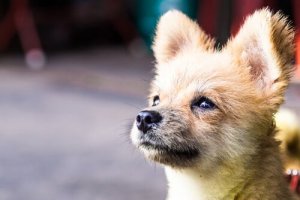 Canine Diabetes: Risk Factors and Symptoms