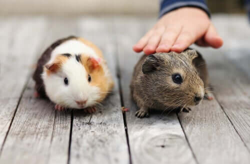 Domestic Guinea Pig Care: 5 Common Mistakes
