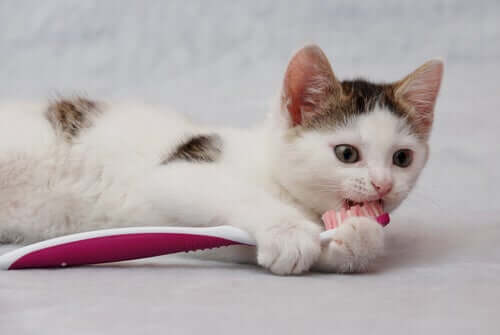 A cat playing with a toothbrush.