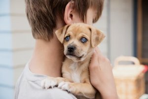 A boy and a puppy.