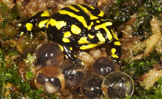 A corroboree frog sitting on top of some eggs.