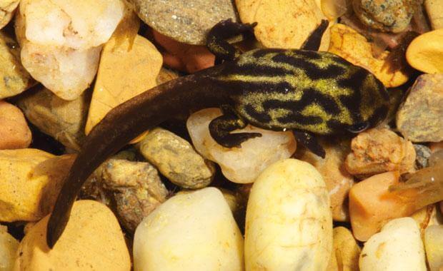 A tadpole sitting on some underwater rocks. 