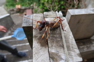 Weta on a fence.