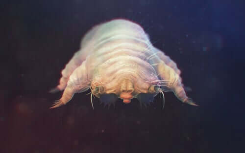 A species of mite.
