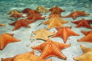 A group of starfish on the seabed.