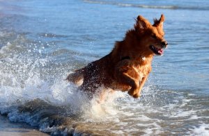A dog playing in the sea.