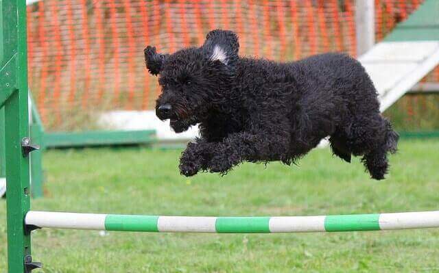A dog doing a leaping test for one of the main dog organizations in the world. 