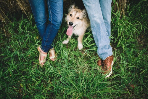 A dog sharing time with its owners.