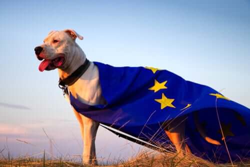 A dog with a European Union flag draped over it standing in a field.