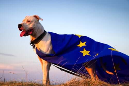 En europeisk hund