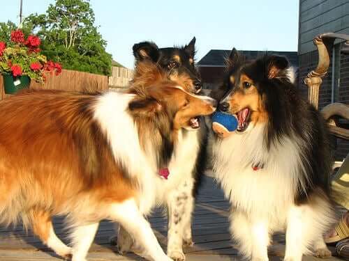 Three dogs playing with a tennis ball in the back yard.