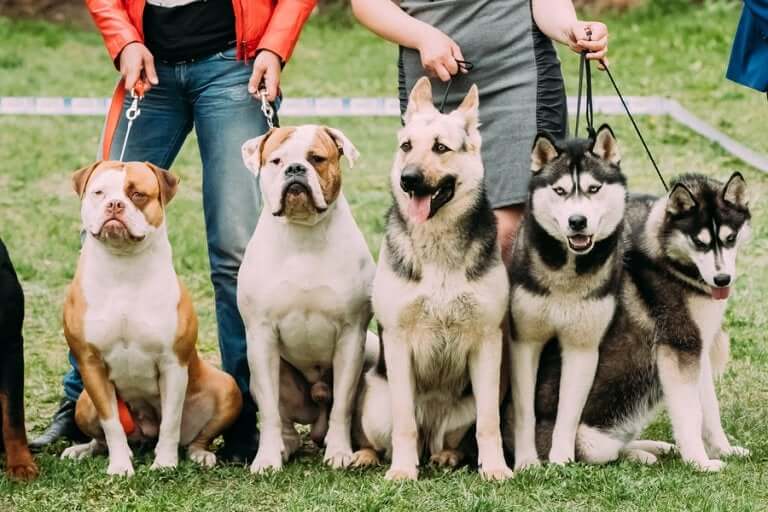 A couple owners standing with a group of dogs on leashes.