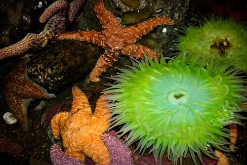 The Echinoderms: 6 Things You Should Know