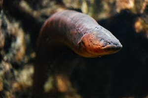 An electric eel.