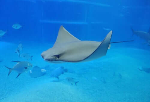 What Are Electric Fish?