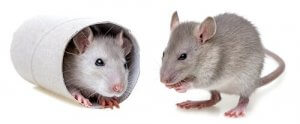 Two laboratory mice.