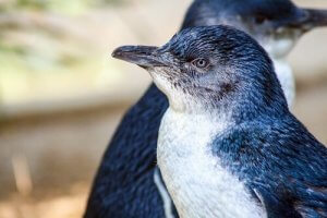 Fairy penguins have slate blue feathers.